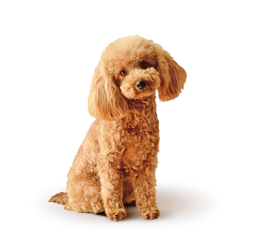 10 Best Hypoallergenic Dog Breeds of 2023 – (Also Cute) 2 Poodle